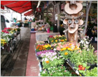 松戸市場店（花木）